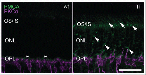 Figure 8. Expression of PMCA1 in wild type and Cav1.4-IT retinas. Transverse retinal slices were labeled with anti-PMCA1 (green) together with PKCα (magenta). In wild type, PMCA1 expression was typically seen in the outer plexiform layer (OPL) abundant at the site of the photoreceptor terminals, designated by the asterisk (*). In Cav1.4-IT retinas strong punctate PMCA1 staining was also observed in photoreceptor outer and inner segments (OS/IS; arrows) and in the outer nuclear layer (ONL; arrowheads). Scale bar, 10 µm.