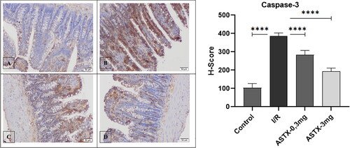 Figure 3. Histological appearance and statistical graph of Caspase-3 immunoreactivity of intestinal tissue (A. Control group, B. I/R group, C. 0.3 mg Astaxanthin group, D. 3 mg Astaxanthin group) (All groups were compared with I/R group and Displayed as p < 0.0001 ★★★★.).