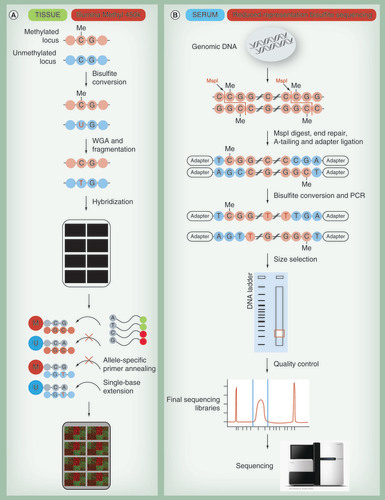 Figure 5.  High-throughput methods including the Illumina Methyl 450k array and reduced representation bisulfite sequencing are used for DNA methylation discovery. (A) For the Illumina Methyl 450K array, DNA is treated with bisulfite to convert all unmethylated cytosines into uracil. During subsequent whole-genome amplification, uracil is replaced by thymine. DNA is randomly sheared; fragmented DNA is loaded onto the chip and hybridizes to either methylated (M) or unmethylated (U) probes. Binding of methylated loci to methylated probes leads to single base extensions and fluorescently tagged nucleotides. Analogously unmethylated loci bind to unmethylated probes. Finally, the proportion of incorporated fluorescent nucleotides is quantified for each probe. (B) Reduced representation sequencing enriches DNA for CpG rich regions by cleavage using a restriction enzyme (e.g., MspI being most commonly used). After enzymatic digestion, the ends of DNA fragments are repaired (filled with nucleotides) and sequencing adapters are ligated. Subsequently, the adapter-ligated DNA is bisulfite-converted and amplified by PCR. Subsequent size selection by agarose gel electrophoresis ensures that only fragments having the restriction site (‘CCGG’ for MspI) on both ends within a small nucleotide range are sequenced. The DNA is extracted from gel, quality is controlled and the libraries are sequenced. By comparison of the sequence reads to a genomic reference, methylation rate for each cytosine present in the libraries is determined.WGA: Whole-genome amplification.