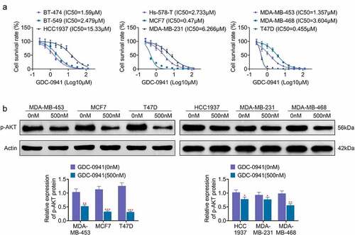 Figure 1. GDC-0941 reduced cell survival rate and p-AKT expression level, and the IC50 were different in several breast cancer cell lines. (a) The cell survival rate and IC50 were tested in BT-474, BT-549, HCC1937, Hs-578-T, MCF7, MDA-MB-231, MDA-MB-453, MDA-MB-468, and T47D cells using CCK-8 assay. (b) The p-AKT expression was tested in HCC1937, MCF7, MDA-MB-231, MDA-MB-453, MDA-MB-468, and T47D cells using western blotting assay. * p < 0.05; ** p < 0.01; *** p < 0.001.