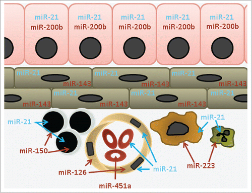Figure 1. microRNA expression is at the cellular level. This schematic representation of an epithelial organ shows shared and unique expression of microRNAs. For ubiquitous microRNAs such as the blue labeled miR-21, the tissue-level signal is a result of expression in almost all cell types. For cell-type restricted microRNAs such as the red labeled miR-150, miR-451a etc. the tissue-level signal is a result of the presence of very specific cell types. Key: epithelial (miR-200b), mesenchymal (miR-143), lymphocyte (miR-150), endothelial (miR-126), red blood cell (miR-451a), macrophage and neutrophil (miR-223).