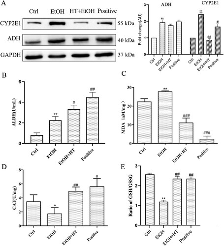 Figure 6. Effects HT on hepatic steatosis and oxidative stress in chronic-binge ethanol-fed mice. (A) Western blot analysis of ADH and CYP2E1. Results were expressed as fold changes to control. (B) The level of serum ALDH was measured. (C–E) The levels of serum CAT activity, GSH/GSSG and MDA content were measured. Results were expressed as fold changes to control. The data represented as mean ± SD and difference between groups are considered significant at P < 0.05. * Difference to the Ctrl group. # Difference to the EtOH group.