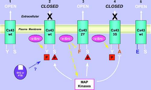 Figure 6 Schematic model for the regulation of Cx43 channel function by v-Src in Cx43 KO cells that reexpress wt or mutant Cx43. In this model, Cx43wt is depicted as an open channel (part 1). In v-Src transformed cells, Cx43wt is directly phosphorylated by v-Src on Y247 and Y265 (Lin et al. Citation2001b), and activated MAP kinases can phosphorylate Cx43 on serine (S255, S279, and S282 [Cameron et al. Citation2003; Warn-Cramer et al. Citation1996)]. These events result in channel closure (part 2). Tyrosine phosphorylation of Cx43 was required for channel closure in the v-Src cells, since the channels remained open in a Cx43 mutant with phenylalanine (F) mutations at the Y247 and Y265 sites (2Y mutant, part 3). Phosphorylation of Cx43 at the MAP kinase sites was not required for channel closure, since the mutation of the serine sites to alanine (A) did not prevent v-Src-induced channel closure (3S mutant, part 4). The presence of a negative charge at either the Y247 or the Y265 site of Cx43 (introduced by mutation of tyrosine to glutamic acid (E)) was not sufficient to disrupt channel function (part 5). This suggested that a binding interaction between a phosphotyrosine site of Cx43 and a protein containing an SH2 or PTB domain or an alteration in Cx43 conformation might be required to mediate channel closure in the v-Src cells.