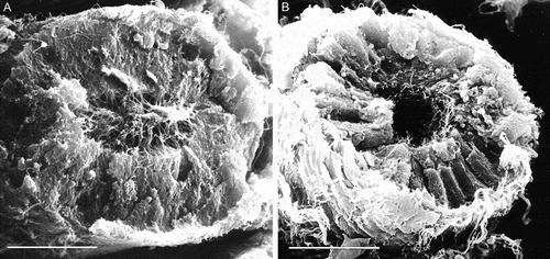 Figure 8. Scanning electron microscopy of epididymis from wild type (A) and twitcher mouse (B). In wild type mice well developed stereocilia project into the lumen of the tubule, while in the mutants the epididymal epithelium appears disorganized, the lumen larger and empty for the loss of stereocilia. Scale bar 20 µm.