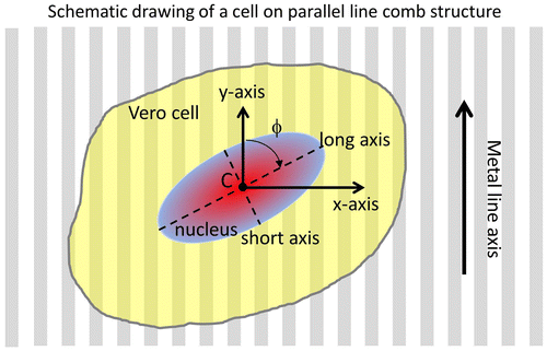Figure 2. Schematic drawing of a cell on tungsten/silicon oxide patterned comb structure and their orientation parameters.