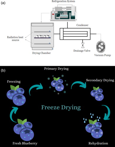 Figure 9. (a) Schematic diagram of a freeze dryer. (b) Freeze drying process of blueberries.