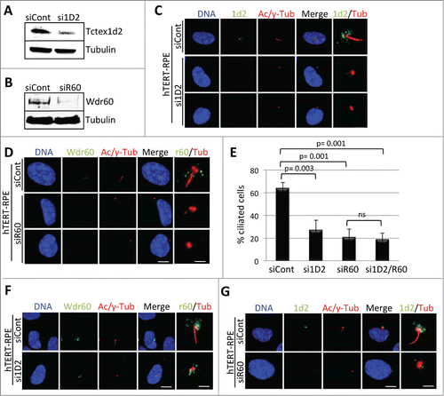 Figure 4. Depletion of Tctex1d2 or Wdr60 leads to ciliation defects. (A and B) siRNA knockdown of Tctex1d2 or Wdr60 protein levels. Immunoblot analysis showing that siRNA pool oligonucleotides targeting TCTEX1D2 (si1D2) or WDR60 (siR60) deplete Tctex1d2 or Wdr60 protein levels in hTERT-RPE cells compared to non-targeting control siRNA (siCont). (C and D) Immunofluorescence of ciliated hTERT-RPE cells treated with siCont, si1D2, or siR60 for 48 hours, starved for 24 hours, and stained with Hoechst 33342 DNA dye, anti-γ-tubulin, anti-acetylated (Ac)-tubulin, and anti-Tctex1d2 (C) or anti-Wdr60 (D). Note the lack of Tctex1d2 at the base of the cilium in si1D2 treated cells and defective cilia formation. Similarly the lack of Wdr60 at the base of the cilium in siR60 treated cells and defective cilia formation. Scale bar = 5 μm. Rightmost panels show a zoom view of the base of the cilium. Bar= 2 μm. (E) Quantitation of the percentage of ciliated cells siCont, si1D2, siR60 and si1D2/siR60-treated cells. Data represent the average ± SD of 3 independent experiments, 100 cells counted for each, p values are as indicated. NS indicates not statistically significant. (F and G) Immunofluorescence of ciliated hTERT-RPE cells treated with siCont, si1D2, or siR60 for 48 hours, starved for 24 hours, and stained with Hoechst 33342 DNA dye, anti-γ-tubulin, anti-acetylated (Ac)-tubulin, and anti-Wdr60 (F) or anti-Tctex1d2 (G). Note Wdr60 localizes to the base of the cilium in si1D2 treated cells, whereas Tctex1d2 is mostly absent from the base of the cilium in siR60 treated cells. Scale bar = 5 μm. Rightmost panels show a zoom view of the base of the cilium. Bar= 2 μm.