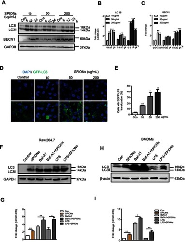 Figure 5 SPIONs triggers autophagy in macrophages. (A) Protein levels of LC3II and BECN-1 in RAW 264.7 cells stimulated with 10 µg/mL, 50 µg/mL or 200 µg/mL SPIONs measured at 0, 6, 12, and 24 h. (B, C) Density of LC3II:LC3I and BECN-1 bands in each group was quantified and normalized to GAPDH expression. (D) RAW 264.7 cells were transfected with GFP-LC3 plasmids and treated with 10 µg/mL, 50 µg/mL or 200 µg/mL SPIONs for 24 hrs. Confocal immunofluorescent staining of GFP-LC3 (green) and nuclear DAPI staining (blue) in cells. (E) Number of LC3 puncta per cell quantified by confocal microscopy. (F) RAW264.7 cells were pre-treated with the autophagy inhibitor BafA1 (10 µM) or LPS (100 ng/mL) for 2 h followed by treatment with SPIONs (200 µg/mL) for 24 h. Immunoblot of LC3 in cells. (G) Normalized values for LC3II expression are indicated in the above Western blot bands (F). (H) BMDMs were pre-treated with the autophagy inhibitor BafA1 (10 µM) or LPS (100 ng/mL) for 2 h and followed by treatment with SPIONs (200 µg/mL) for 24 h Protein expression of LC3II was detected by Western blot. (I) Density of LC3II:LC3I bands in each group was quantified. Data with error bars are presented as the mean ± SD. Each panel is a representative experiment of at least three independent biological replicates. *p<0.05, **p<0.01, ***p<0.001 as determined by unpaired Student’s t-test.Abbreviations: SPIONS, superparamagnetic iron oxide nanoparticles; IL-10, interleukin-10; Baf-A1, Bafilomycin A1; LC3B, light chain 3B; BECN1, Beclin 1; DAPI, 4ʹ, 6-diamidino-2-phenylindole; BMDMs, bone marrow derived macrophage cells.