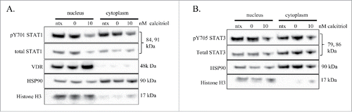 Figure 4. Nuclear and cytoplasmic fractionation of TL-1 cells with and without calcitriol treatment. The TL-1 cell line was treated with 10 nM calcitriol, or appropriate negative controls for 24 hours. Subcellular fractionation was performed to isolate cytoplasmic and nuclear proteins. Total protein loaded per sample was 25 μg, with HSP90 and histone H3 used as markers of cytoplasm and nucleus, respectively. Two identical separate blots were used to probe for all targets. The subcellular fractions were probed for (A) VDR and STAT1 (pY701 and total) and (B) STAT3 (pY705, total). These are representative western blots of three independent experiments.
