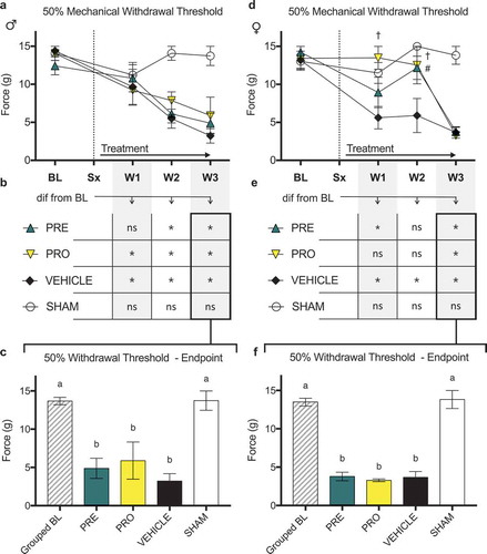 Figure 2. Both pregabalin- and progesterone-treated female rat models of cancer-induced bone pain showed a delay until the onset of a reduced mechanical withdrawal threshold relative to vehicle-treated rats. Male rats showed no differences between treatment groups