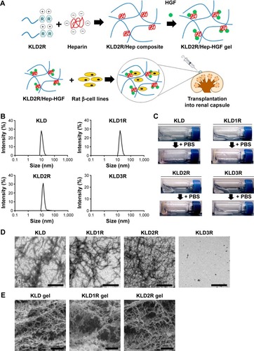 Figure 1 Design and characterization of cationic SAPs.Notes: (A) Fabrication of HGF-loaded cationic SAP/heparin (SAP/Hep-HGF) gel for β-cell transplantation. (B) Determination of the diameter of SAP nanofibers by DLS. (C) Evaluation of the gel formation of SAPs (5 mg/mL). (D) TEM micrographs of SAP solution (0.5 mg/mL). (E) SEM micrographs of SAP hydrogel (5 mg/mL). The scale bar is 500 nm (D) and 1 μm (E), respectively. The magnification is 8,000× (D) and 10,000× (E), respectively.Abbreviations: K, lysine; L, leucine; D, aspartate; R, arginine; SAP, self-assembling peptide; HGF, hepatocyte growth factor; DLS, dynamic light scattering; TEM, transmission electron microscope; SEM, scanning electron microscope; PBS, phosphate-buffered saline.