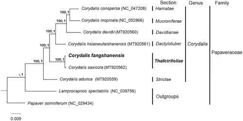 Figure 1. Phylogenetic relationship of C. fangshanensis with another six species of Corydalis, with ML bootstrap values (left) and BI posterior probability (right) indicated near the nodes.