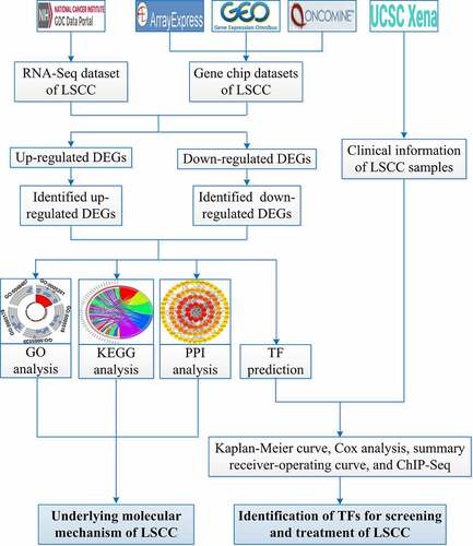 Figure 1. Flow chart of this study. LSCC: laryngeal squamous cell carcinoma; GO: Gene Ontology; KEGG: Kyoto Encyclopedia of Genes and Genomes; PPI: protein-protein interaction; DEGs: differential expression genes; TF: transcription factor; ChIP-Seq, chromatin immunoprecipitation sequencing