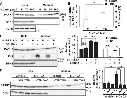 Figure 2. 6-OHDA treatment enhanced secretion of PARK7 from SH-SY5Y cells. (A and B) SH-SY5Y cells were treated with 0–100 μM 6-OHDA for 3 h and were then cultured in serum-free medium for 2 h. (A) Whole cell lysates and the conditioned medium were immunoblotted using antibodies specific for PARK7, RPN1, or ACTB. (B) PARK7 band intensities were quantified by densitometric scanning and the percentage of secreted PARK7/total PARK7 is shown. LDH release in the conditioned medium was analyzed by LDH assay. n = 3; mean ± S.D.; *, p < 0.05. (C) SH-SY5Y cells were pre-treated with 2 μg/ml brefeldin A for 3 h and were then treated with 100 μM 6-OHDA for 3 h, followed by culture in serum-free medium for 2 h. Whole cell lysates and the conditioned medium were immunoblotted with antibodies specific for PARK7, FN1, or RPN1. PARK7 and FN1 band intensities were quantified by densitometric scanning and relative secretion level to vehicle-treated cells is shown. n = 3; mean ± S.D.; **, p < 0.01; n.s., not significant. (D) SH-SY5Y cells were pre-treated with or without 20 μM pan-caspase inhibitor (zVAD) or CASP1 inhibitor (YVAD) for 1 h and were then treated with 100 μM 6-OHDA for 3 h, followed by culture in serum-free medium for 2 h. Whole cell lysates and the conditioned medium were immunoblotted using antibodies specific for PARK7 or RPN1. PARK7 band intensities were quantified by densitometric scanning and relative secretion level to vehicle-treated cells is shown. n = 3; mean ± S.D.; **, p < 0.01.