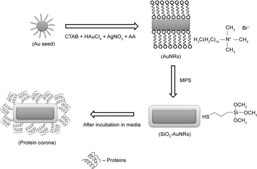 Figure 1 Schematic representation of AuNRs and SiO2-AuNRs synthesis along with protein corona formation.Abbreviations: CTAB, cetyltrimethylammonium bromide; AA, ascorbic acid; AuNRs, gold nanorods; MPS, mercaptopropyltrimethoxy silane; SiO2-AuNRs, gold nanorods functionalized with silica.