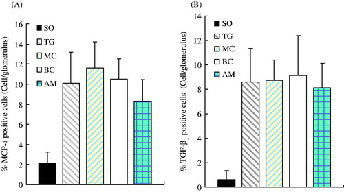 Figure 5. Percentage of positive cells showing expression of MCP-1 (A) and TGF-β1 (B) in each experimental group. Renal tissue from each experimental group was stained with the appropriate antibody, the SABC immunohistochemical kit, and DAB color reagent. The percentage of positively stained cells was counted under normal light microscopy in 20 glomeruli from each group at seven days after administration Results represent the mean ± SD of measurements from eight animals per group. Groups: SO, sham-operation; TG, Thy-1 glomerulonephritis; MC, non-transfected normal rat mesangial cell; BC, pLXSN empty vector or blank control; AM, antisense MCP-1 transfection. Panel A shows that the number of positive MCP-1 cells in the TG, MC, BC, and AM groups were significantly (p < 0.05) higher than those in the SO group. The number of positive MCP-1 cells in the AM group was significantly (p < 0.01) lower than that in the MC group, but there was no significant difference between the TG and BC groups (p > 0.05). Panel B shows that the number of positive TGF-β1 cells in the TG, MC, BC, and AM groups was significantly (p < 0.05) higher than that in the SO group, but there was no significant difference among the TG, MC, BC, and AM groups.