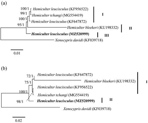 Figure 1. Maximum-likelihood trees showing the phylogenetic relationships among Hemiculter species based on 13 protein-coding genes (a) and amino acids (b), respectively. Values on branches indicate bootstrap values from maximum-likelihood analysis and posterior probability from Bayesian inference.