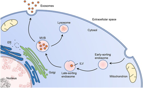 Figure 1. Biogenesis and secretion of exosomes.In exosome biogenesis, the Golgi apparatus and ER participate in the formation of early-sorting endosomes and the sorting of the protein cargo. In the secretory pathway, MVBs fuse with the cell membrane to release the exosomes. Alternatively, certain MVBs undergo fusion with lysosomes to release ILVs into the lysosomal lumen for cargo degradation. This figure was created by the authors of this article.