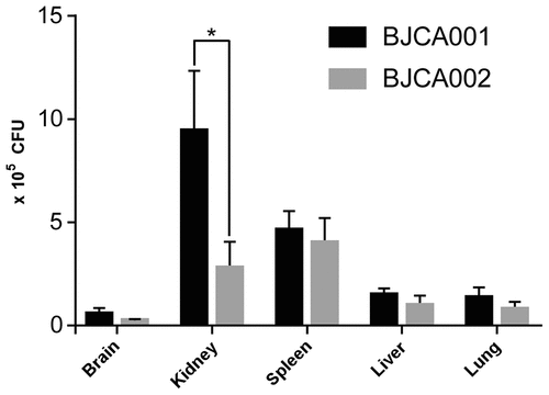 Figure 5. Virulence of C. auris strains BJCA001 and BJCA002 in a mouse systemic infection model. Fungal burden assays were performed. Five mice were used for infection of each strain. Each mouse was injected with approximately 2 × 107 fungal cells via the tail vein. Mice were killed for CFU assays at 24 h post-infection. *Indicates a significant difference (P value < 0.01, Student’s t-test, two-tailed)