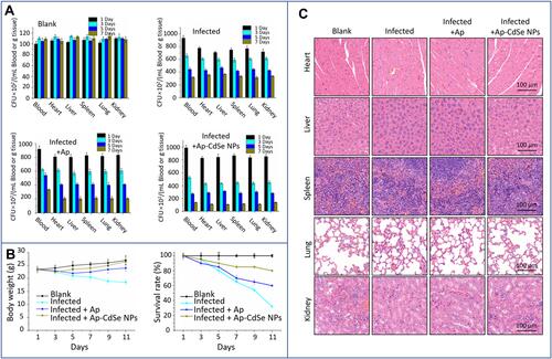 Figure 11 The antibacterial test in the animal bacteremia model. (A) Bacterial count in blood and major organs (heart, liver, spleen, lungs, and kidneys) in blank, infected, and treatment groups. (B) The survival rate and weight of mice were monitored after tail vein injection. (C) Images of H&E-stained tissues of major organs from mice in the blank, infected, and treatment groups.