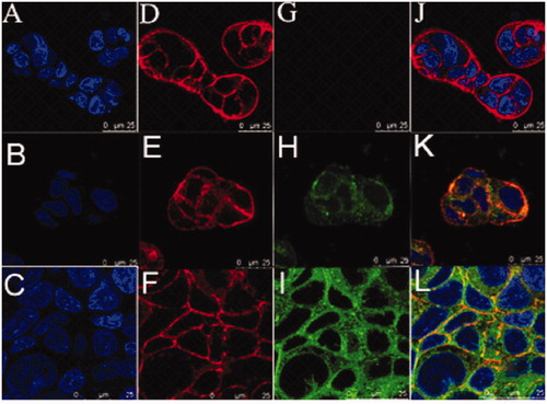 Figure 5. Time-course confocal images of Caco-2 cells untreated (A, D, G, J) and Caco-2 cells incubation with coumarin at 2 h (B, E, H, K) and Caco-2 cells incubation with coumarin-UMCS at 2 h (C, F, I, L). Images of the cell nucleus (A, B, C), images of the cell membrane (D, E, F), images of coumarin fluorescence in cells (G, H, I), image of coumarin fluorescence superimposed on the cell nucleus and cell membrane (J, K, L).