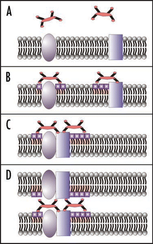 Figure 3 Polyphenols rich of gallate moieties can interact with the cell surface (A). Then gallates may initiate the phospholipid rigidifying process (physically modified lipids are emphasized by shape and color) (B) and lead to aggregation of some proteins and lipids in clusters (D). Polyphenol molecules could serve as bridges between surfaces of two neighbor cells and initiate cells binding and formation of similar clusters in the membrane of the opposite cell.