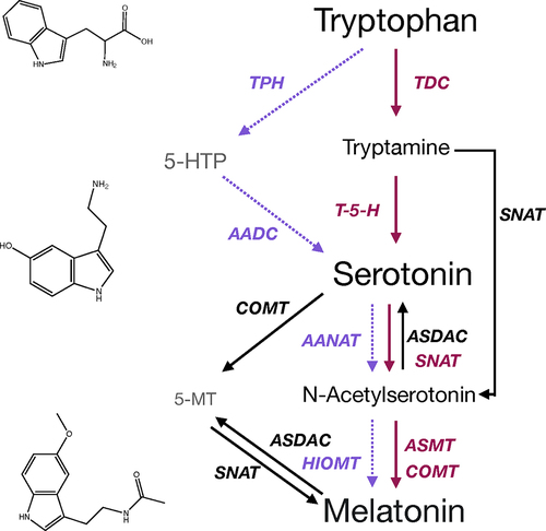 Figure 1. Overview of the indoleamine biosynthetic pathway in plants as compared to animals. The primary biosynthetic pathway in animals is represented by dashed purple arrows, the primary biosynthetic pathway in plants in solid pink arrows and alternate pathways described to date in plants in solid black arrows. Enzyme names are colored to match the associated arrows. AADAC, aromatic amino acid deacetylase; AANAT, aromatic amino acid N-acetyltransferase, ASDAC, acetylserotonin-deacetylase ASMT, acetylserotonin-O-methyltransferase; COMT, caffeic acid-O-methyltransferase; HIOMT, hydroxyindole-O-methyltransferase; SNAT, serotonin-N-acetyltransferase; T-5-H, tryptamine-5-hydroxlyase; TDC, tryptophan decarboxylase; TPH, tryptophan hydroxylase.