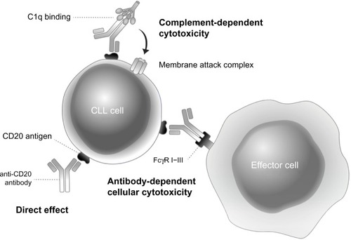 Figure 1 Mechanisms of action of anti-CD20 monoclonal antibodies.