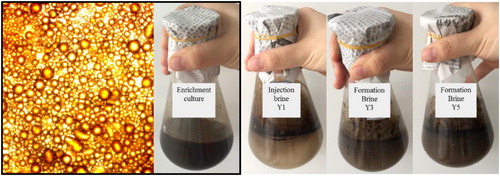 Figure 4. Visible emulsification effect of the enrichment culture, and light microscope images of emulsified oil.Note: magnification ×400