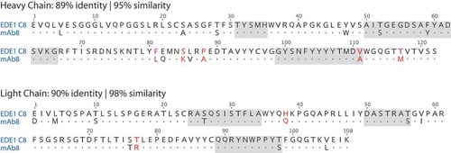 Figure 4. VH and VL alignment of VH alignment of EDE1 C8 (PDB files 4UTA or 5LBS) and mAb 8 (likely ZAb_FLEP). Non-conservative substitutions depicted in red font. CDRs highlighted in gray according to Kabat’s definition.