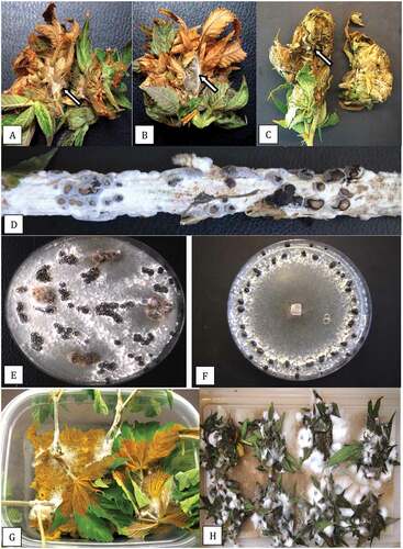 Fig. 7 (Colour online) Symptoms of bud rot on cannabis inflorescences caused by Sclerotinia sclerotiorum. a, b, Necrosis of tissues and development of white mycelium (arrows) and sclerotial initials. c, Advanced bud decay and development of sclerotia (arrow). d, Stem canker with abundant mycelial growth and sclerotial formation after incubation in a moist environment for several days. e, Recovery of colonies from bud rot-infected tissues and sclerotial development. f, Pure culture of S. sclerotiorum showing concentric pattern of sclerotial development. g, Infection of stem cuttings in a pathogenicity assay showing collapse of cuttings and mycelial growth on stems. h, Pathogenicity assay on detached cannabis inflorescences showing development of white mould and extensive decay of tissues