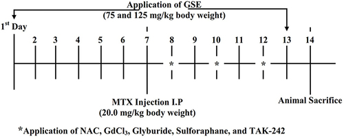 Figure 1 Schematic representation of the experimental design outlining the phases of MTX-challenge (20 mg/kg) along with the application of GSE (75 and 125 mg/kg), NAC, GdCl3, Glyburide, Sulforaphane, and TAK-242 in the murine system. *Indicating the respective day at which NAC, GdCl3, Glyburide, Sulforaphane, and TAK-242 was applied.
