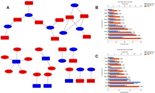 Figure 6 Regulatory network of miRNA-mRNAs and corresponding transcription factors. (A) Regulatory network of RC‐associated genes and their target miRNAs (red: upregulation, blue: downregulation, oval: mRNA, rectangle: miRNA); (B) predicted transcription factors of upregulated DE-miRNAs; (C) transcription factors of downregulated DE-miRNAs.