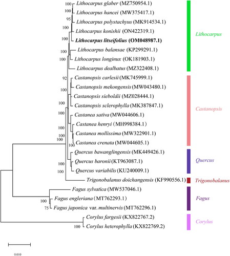Figure 2. Maximum-likelihood phylogenetic tree for L.litseifolius was constructed based on 25 complete chloroplast genomes using Corylus fargesii and Corylus heterophylly as outgroups. The following sequence was used: Lithocarpus hancei MW375417.1 (Ma et al. Citation2021), Lithocarpus polystachyus MK914534.1 (Li et al. Citation2019), Lithocarpus konishii ON422319.1 (unpublished), Lithocarpus litseifollus OM048987.1 (unpublished), Lithocarpus balansae KP299291.1 (Li et al. Citation2018), Lithocarpus longinux OK181903.1 (Wu et al. Citation2022), Lithocarpus dealbatus MZ322408.1 (Shelke et al. Citation2022), Castanopsis carlesii MK745999.1 (Liu et al. Citation2019), Castanopsis mekongensis MW043480.1 (unpublished), Castanopsis sieboldii MZ028444.1 (Park et al. Citation2021), Castanopsis sclerophylla MK387847.1 (Shelke et al. Citation2022), Castanea sativa MW044606.1 (unpublished), Castanea henryi MH998384.1 (Gao et al. Citation2019), Castanea mollissima MW322901.1 (Zhang et al. Citation2021), Castanea crenata MW044605.1 (Jeong et al. Citation2019), Quercus bawanglingensis MK449426.1 (Ma et al. Citation2021), Quercus haronii KT963087.1 (Ma et al. Citation2021), Quercus variabilis KU240009.1 (Li et al. Citation2018), Trigonobalanus doichangensis KF990556.1 (Park and Oh Citation2020), Fagus sylvatica MW537046.1 (Mishra et al. Citation2021), Fagus engleriana MT762293.1 (unpublished), Fagus japonica MT762296.1 (unpublished), Corylus fargesii KX822767.2 (Hu et al. Citation2017), and Corylus heterophylla KX822769.2 (Ma et al. Citation2021).