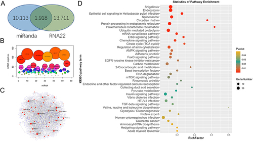 Figure 3. Target prediction of miRnas in A. broughtonii. (a) venn diagram of the number of predicted target sites between genes and miRNAs using miRanda and RNA22 algorithms. (b) the number of target genes for each miRNA. (c) miRnas-target genes regulatory network of miRnas in A. broughtonii. (d) kyoto encyclopaedia of genes and genomes (KEGG) pathways, terms, and statistics of the KEGG pathway enrichment analysis for the predicted target genes of miRnas in A. broughtonii.