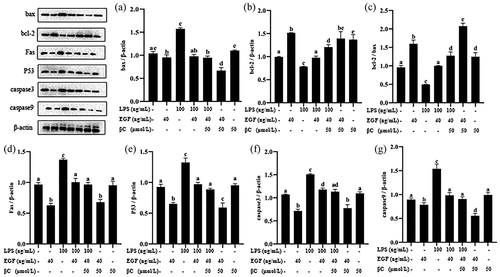 Figure 10. Effects of EGF β-carotene on pro-apoptotic and anti-apoptotic proteins expression induced by LPS.