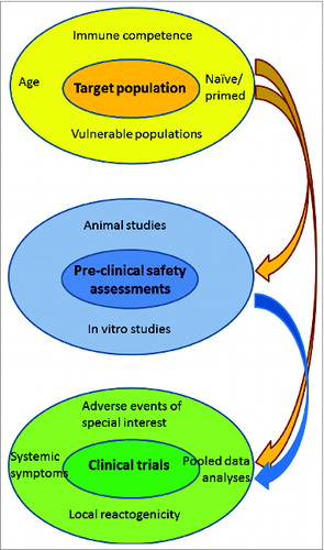 Figure 2. Factors guiding assessment of adjuvanted vaccine safety:Characteristics of the target population influence initial pre-clinicalevaluations. These features, as well as the results of pre-clinical testing, guide the specific assessment of vaccine safety in clinical trials.