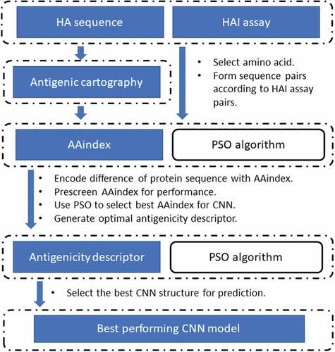 Figure 1. A computational pipeline for antigenicity prediction. HA sequence and HAI assay data were used to construct HAI sequence pairs. HAI assay was also used to make antigenic cartography to generate more HA pairs (augmented set via multi-dimensional scaling). The HA sequence pairs were filled with data using the metrics in AAindex, the choice of which was optimized using a PSO algorithm. Upon obtaining the optimal antigenicity descriptor, the optimal CNN model is constructed using PSO