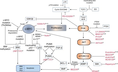 Figure 2 Cooperating mutational events in MYC-driven lymphomagenesis and novel therapeutic opportunities.Notes: Continuous MYC expression is required for BL cell survival, as demonstrated by the apoptotic effect of the MYC inhibitor 10058-F4 on BL cell lines. (Inhibitors of various pathway components are indicated in red lettering throughout, and appropriate references citing potential therapeutic approaches are indicated.) As a defense against continuous, high-level MYC expression and lymphoma development, the induction of rate-limiting apoptosis is most efficient when both the p53 and the BIM-induced apoptosis pathways are activated simultaneously. BLs undergo mutational and epigenetic changes during tumorigenesis to inactivate either one of these tumor suppressor pathways. Mutational events include loss of the p53 activator p14ARF, mutation of p53, or an increase in expression of its upstream regulators MDM2 or MDM4, which target p53 for proteasomal degradation. The effect of MDM2 can be inhibited by nutlin in cells carrying wild type p53 resulting in p53 activation and apoptosis. Induction of the pro-apoptotic BH3-only protein BIM by MYC can be lost selectively in BL cells carrying mutant MYC protein. For example, MYC proteins mutated at Thr58 lose the ability to induce transcription of BIM. Transcription of BIM, or the p53 and TGF-β pro-apoptotic target gene PUMA, may also be suppressed through methylation of their promoters. BH3-mimetic compounds (ABT-737) are functionally similar to BIM and PUMA and have been shown to induce apoptosis of BL cell lines. Recent evidence has implicated signaling via PI3K/AKT/mTOR as being a critical cooperating oncogenic pathway in the development of BL. BL tumors display mutations in TCF3 (E2A), ID3, and the inhibitory phosphatase, PTEN, that function to increase “tonic” B-cell receptor signaling through PI3K. Tonic BCR signaling is used to describe low-level antigen-independent signaling by the B-cell receptor. TCF3 is a transcription factor normally regulated by ID3. Mutations in ID3 relieve repression of TCF3, resulting in TCF3-mediated expression of heavy and light immunoglobulin chains components of the BCR and increased BCR signaling. Cyclin D3 mutations are also recurrent, and BL cells are dependent on cyclin D/CDK6 activity for proliferation. The stability of MYC itself is regulated by proteolysis through the ubiquitin/proteasome pathway. Targeting MYC for degradation is dependent on GSK3β-mediated phosphorylation of Thr58. MYC may be stabilized in BL either through a Thr58–alanine mutational substitution, or through GSK3β inactivation by the cooperating PI3K pathway. Selectively blocking of PI3K, AKT, and/or mTOR signaling using various inhibitors (shown in red) correlates with induction of BL cell apoptosis. In addition, mTORC1/2 signaling through 4E-BP1 and eIF4E (not shown) is required for 5’ cap-dependent protein translation. Blocking 4EBP-1 activity using selective inhibitors (PP242 or BEZ235) decreases the expression of the prosurvival factor MCL-1 and MYC (short-lived proteins requiring continuous 5’ cap-dependent protein translation for maintenance of expression), or induces BMF as a cellular stress response.Abbreviations: CDK6, cyclin-dependent kinase 6; TCF3, transcription factor 3; BCR, B-cell receptor; GSK3β, glycogen synthase kinase 3β; Thr58, threonine 58; PTEN, phosphatase and tensin homolog; MDM2, mouse double minute 2 homolog; MDM4, mouse double minute 4 homolog; PI3K, phosphoinositide 3-kinase; PUMA, p53-upregulated modulator of apoptosis; TGF, transforming growth factor; mTOR, mammalian target of rapamycin; MCL-1, induced myeloid leukemia cell differentiation protein; S6K, ribosomal protein S6 kinase; BL, Burkitt’s lymphoma; BH3, Bcl-2 homology 3.