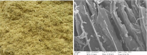 Figure 1. SEM images of sawdust and sawdust.