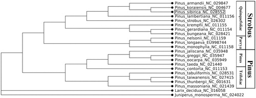 Figure 1. Genetic analysis of 20 Pinus strains with MEGA version 10.0 using the complete chloroplast genomes.