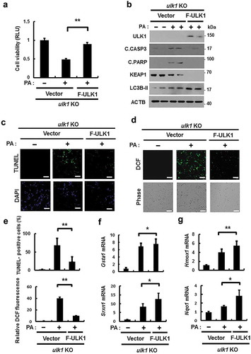 Figure 6. Overexpression of ULK1 alleviates PA-induced cell death in ulk1 KO cells. ulk1 KO MEF cells were transfected with vectors encoding FLAG-ULK1 and treated with PA (500 μM) for 18 h. (a) Cell viability was estimated using a Cell titer-Glo assay kit. Live cell numbers were expressed as absorbance at luminescence. (b) Immunoblot analysis of ULK1, cleaved CASP3, cleaved PARP, KEAP1, LC3B, and ACTB (loading control) in ulk1 KO MEF cells transfected with vectors encoding F-ULK1 and treated with PA (500 μM) for 18 h. (c) TUNEL analysis of cells treated as in (a). (d) ROS levels were determined using CM-H2DCFH-DA. Representative images are shown. Scale bar: 200 μm. (e) Quantification of TUNEL analysis and DCF fluorescence. Total mRNA was isolated from cells treated as described in (a) and subjected to qRT-PCR analysis for Gsta1, Srxn1 (f) and Hmox1, Nqo1 (g) mRNA expression. Data are shown as mean ± SD from 3 independent experiments. *p < 0.05 and **p < 0.01.