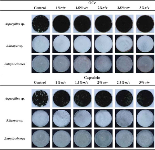 Figure 4. Antifungal properties of OCc. and capsaicin against Aspergillus sp., Rhizopus sp., and Botrytis cinerea.Figura 4. Propiedad antifúngica de la OCc y la capsaicina contra Aspergillus sp., Rhizopus sp. y Botrytis cinerea.