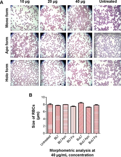 Figure 1 (A) Giemsa stain microscopy of red blood cells treated with different forms of lactoferrin at different concentrations (100×) and the untreated group. This experiment was repeated in triplicate. Morphological characteristics, ie, shape, size, and diameter, were the same in the different treated red blood cells compared with the untreated group. (B) Morphometric analysis of RBCs treated for 48 hours with the different proteins at a concentration of 40 µg/mL. No significant difference was found between the treated and untreated groups.