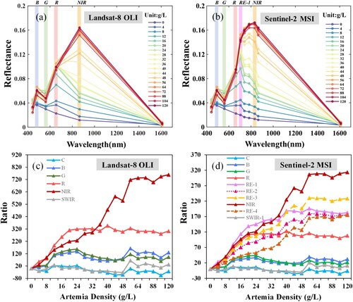 Figure 4. Spectral sensitivity analysis based on simulated Landsat-8 OLI and Sentinel-2 MSI spectra with Artemia density variation, where C, B, G, and R respectively refer to the coastal aerosol, blue, green, and red bands, while RE-1 (or −2, −3, −4) denote the red edge bands. (a) simulated OLI spectra (b) simulated MSI spectra (c) OLI sensitivity index (Ratio) analysis (d) MSI sensitivity index (Ratio) analysis