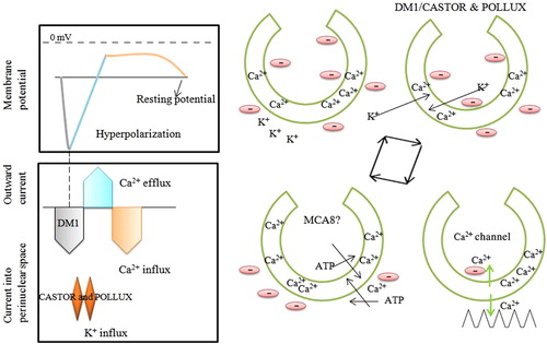 Figure 5. The calcium spiking events by DMI1, POLLUX and CASTOR genes during arbuscular mycorrhizal symbiosis as proposed by Venkateshwaran et al. (Citation2012). They proposed that an unknown secondary messenger activates cation channels like DMI1 or CASTOR-POLLUX. The CASTOR and POLLUX responsible for permeation of K+ ion in favor of their concentration gradient from cytoplasm to perinuclear space. The permeation of K+ by DMI1, CASTOR and POLLUX lead to hyperpolarization of nuclear membrane. Upon hyperpolarization, hyperpolarized mediated gated Ca2+ channels get activated. This leds to flow of perinuclear Ca2+ ions to cytoplasm and nucleoplasm giving rise to Ca2+ spike and calcium mediated signaling. As Ca2+ enters into cytoplasm and nucleoplasm, it reduces the hyperpolarization of cytoplasm. This led to closure of hyperpolarization mediated Ca2+ channels. Once calcium mediated signaling is over, Ca2+ ions pumped out from cell by Ca2+ mediated ATPase, MCA8 resulting in resting potential of cell. Figure prepared as hypothesized by Venkateshwaran et al. (Citation2012).