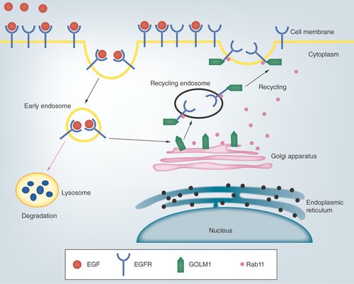 Figure 2. A brief illustration of GOLM1-mediated EGFR recycling.Following EGF binding, cell surface receptor EGFR is destined for internalization for receptor recycling or lysosome-mediated degradation. GOLM1 is localized in the Golgi apparatus and GOLM1-mediated recycling of EGFR is dependent on Rab11.