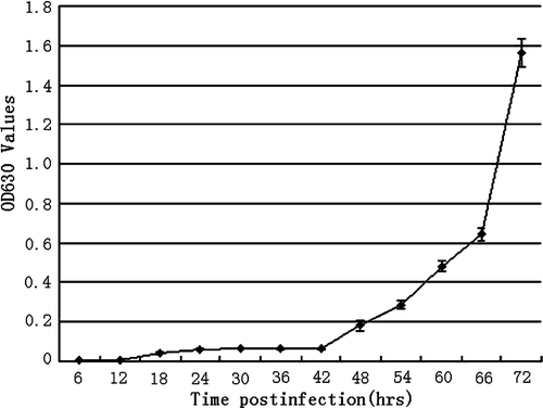 Figure 2.  Growth curve of IBV M41 in HeLa cells. The cell culture supernatant was titrated with ELISA every 6 h post infection until 72 h, when the cells exhibited extensive CPE and detached from the substrate. OD, optical density.