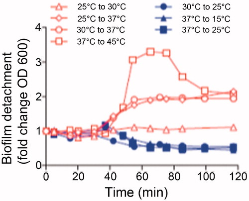 Figure 3. Detachment of P. aeruginosa biofilms grown at the indicated temperature and then increased or decreased to a subsequent temperature, using magnetic heating via iron-oxide nanoparticles, for specific periods of time. Adapted with permission, from Nguyen et al. [Citation72].