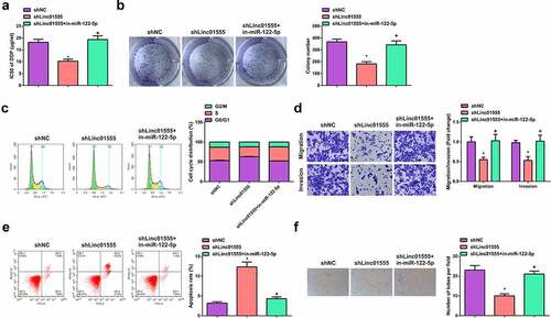 Figure 3. Depression of linc01555 refrains the proliferation and metastasis of H446/DDP cells and VM formation. (a, b) After H446 cells treated with DDP, the IC50 value and cell proliferation detected by CCK-8 and colony formation assays. (c) the cell cycle determined by flow cytometry. (d)transwell assay for cell migration and invasion. (e) the apoptosis rate determined by flow cytometry. A-E. In the cells transfected with shlinc01555 and shlinc01555 + in-miR-122-5p; (f) Three-dimensional culture method to observe the tube formation of linc01555 on H446/DDP cells. * P <0.05, vs. The shNC; + P <0.05, vs. The shlinc01555.